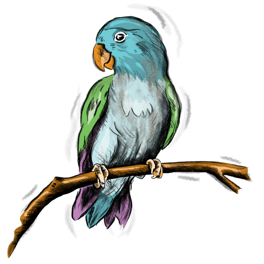 PACT Bird
